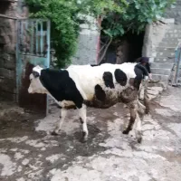 گوساله ی داشتی وگوشتی