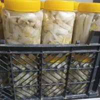 ترشی کنگر