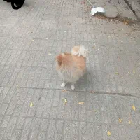 پاکوتا فروشی پامرین