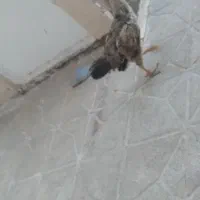 مرغ