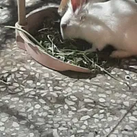 دوعدد خرگوش ناز همه چی خور