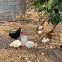 تعدای مرغ و خروس و بوقلمون