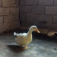اردک