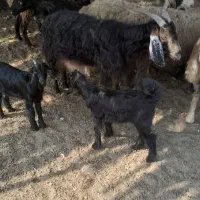 فروش بز