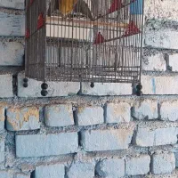 سهره قناری مسابقه ای