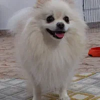 پامر عروسکی ماده فحل
