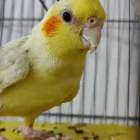 عروس هلندی