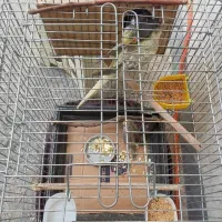 پرنده طوطی عروس هلندی