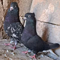 کوهی کرم دم سفید