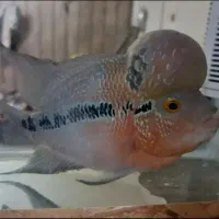 معاوضه ماهی فلاور چاق و سرحال