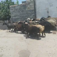 میش آبستن