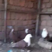 14 کفتر رنگی دونه ای یک تومن