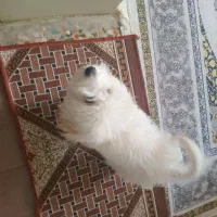 سگ شیتسو تریر