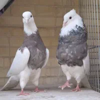 طوقی|پرنده|خرمدره, |دیوار