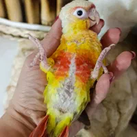 گرینجیک جوجه گرینجیک