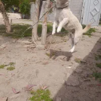 این سگ فروشی هست پا کوتاه