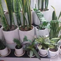 سانسوریا،لیندا،لیراتا،دیفن