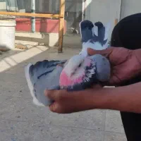 کبوتر پرشی تیر ماه