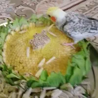 عروس هلندی گمشده در محدوده دهقان ویلای اول