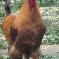 تخم مرغ و خروس برهما بوف