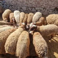 فروش بره نر
