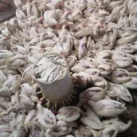 جوجه کشتنی