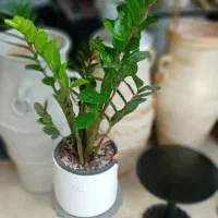 گل اپارتمانی