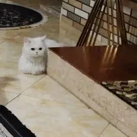 گربه پرشین ناز یه ساله