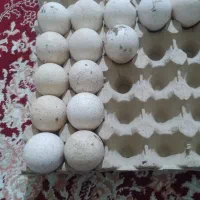 تخم بوقلمون