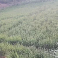 برنج طارم دم سیاه