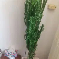 گل طبیعی خوشگل