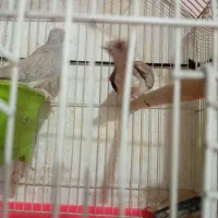 وله ژیر|پرنده|مریوان, |دیوار