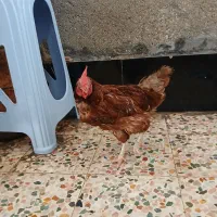 مرغ تخم گذار