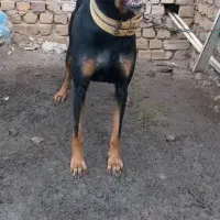 سگ دوبرمن