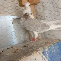 کفترهماسرور رنگ خاص