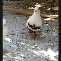 کبوتر نر دم سیاه مست