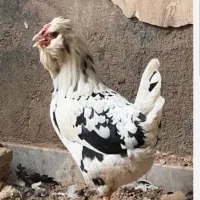 مرغ
