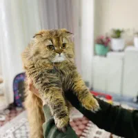 اسکاتیش گلد لانگ هیر