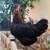 دو عدد مرغ و خروس خانگی