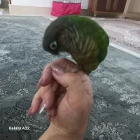 طوطی گرینچیک