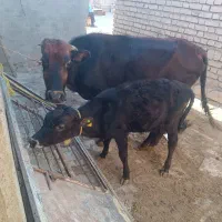 گاو و گوساله نر درشت