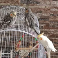 3عدد عروس هلندی به همراه یک عدد جوجه