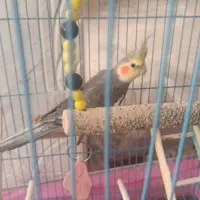 عروس هلندی نر و 4 عدد مرغ عشق
