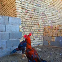 خروس لاری