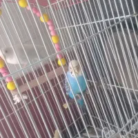 یک جفت مرغ عشق