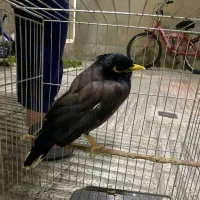 مرغ مینای سالم و دستی