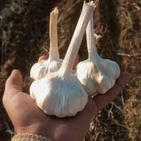 سیر|عمدهفروشی|بیلوار, |دیوار