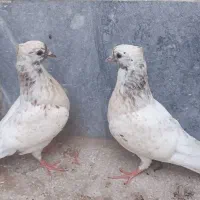 جوجه کبوتر