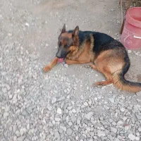 سگ ژرمن نر شپرد