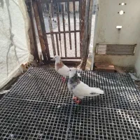 طوقی|پرنده|کلاله, |دیوار